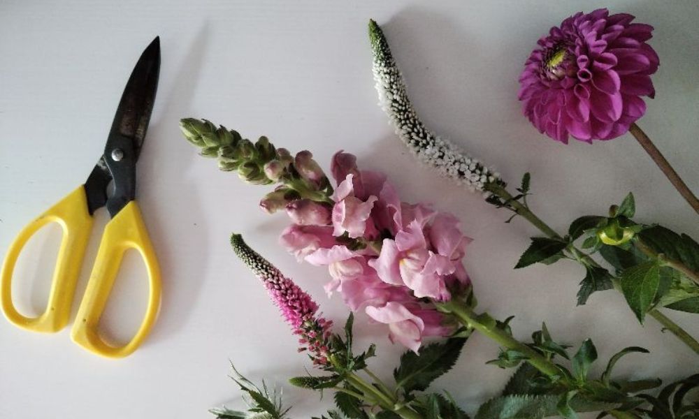 Caring for your blooms blog post - image is of scissors and pink and white flowers on white surface
